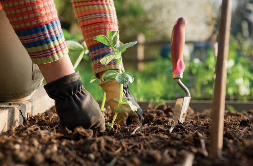  Tips to Take Care of Your Garden