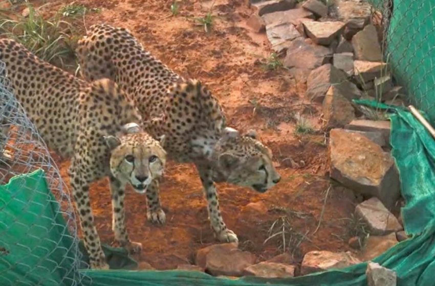  12 African Cheetahs Make Their Way to India