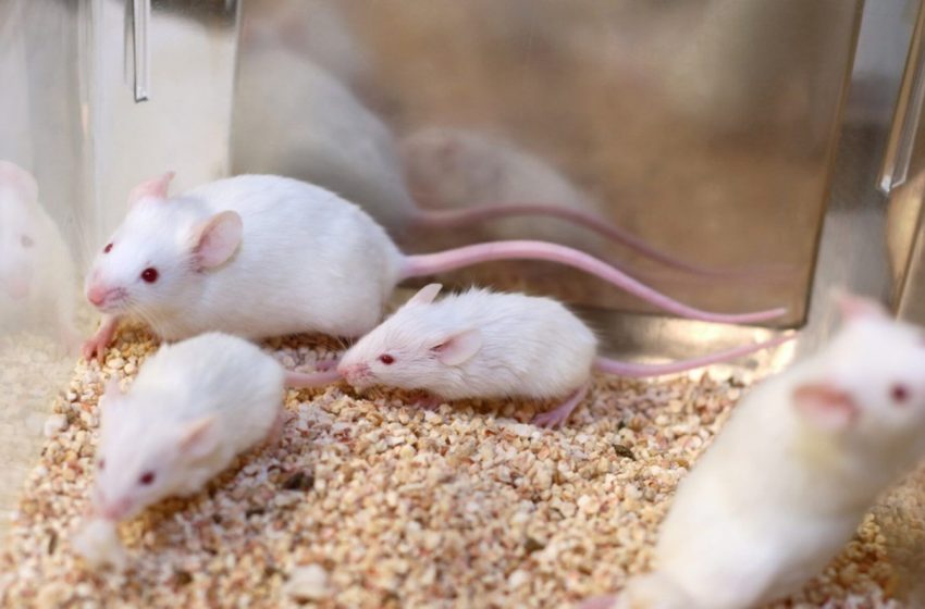  Mice ‘Created’ with 2 Biological Males