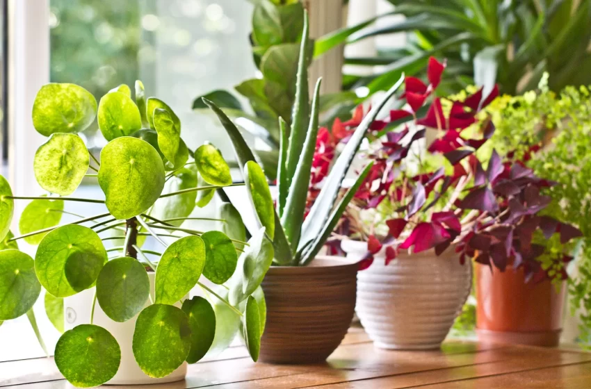  Five Types of Flowers to Grow Indoors
