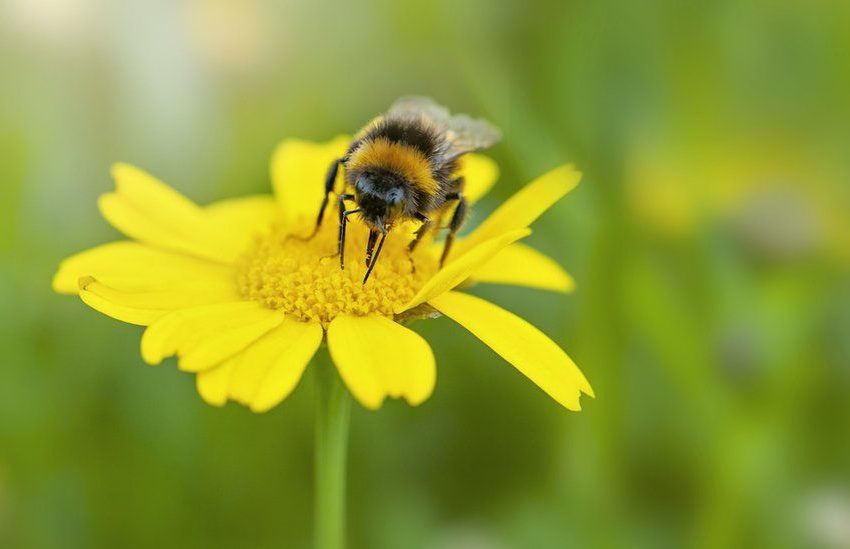  Native UK Plants Under Threat