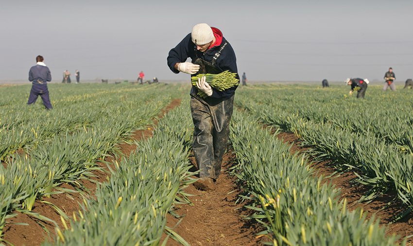  UK Fruit and Flower Growers Face Existential Threat from New Brexit Checks