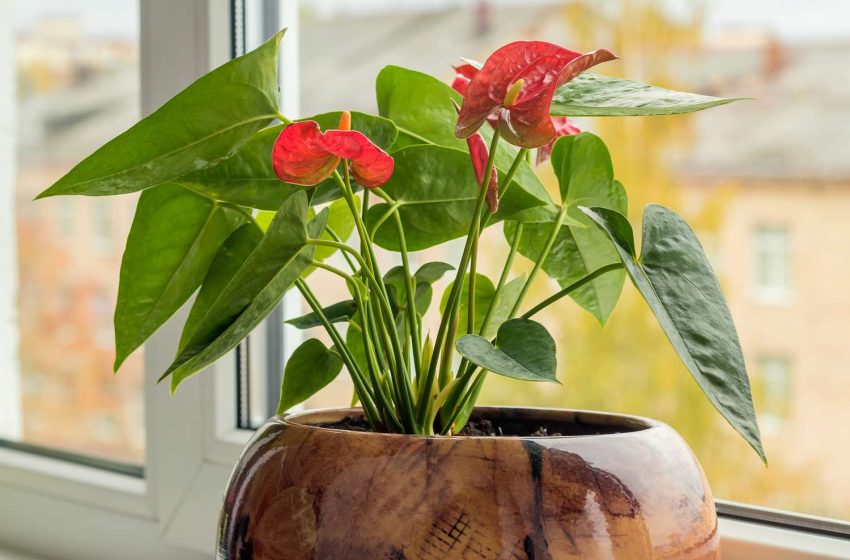  Houseplants that freshen the air in the house in summer