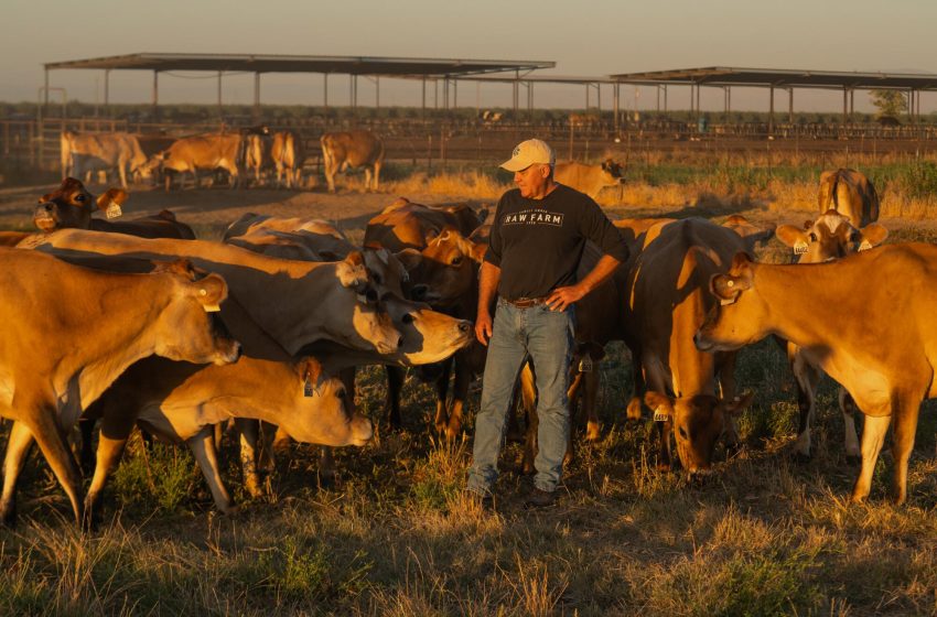  Warnings of Avian Flu in Raw Milk in California